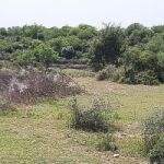 20 Kanal Agriculture Land For Sale in Moza Hattar  