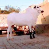 Bull for Sale in Taxila. 