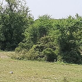 20 Kanal Agriculture Land For Sale in Moza Hattar  