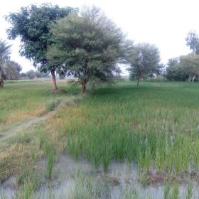 Agricultural Land for Sale in DG Khan 