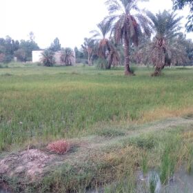 Agricultural Land for Sale in DG Khan 