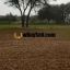 AGRICULTURE LANDS FOR SALE AT FATH E JHANG MOZA JANDIYAL