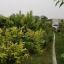 1.5 Kanal Farm House and Garden for Sale in Dhalla Adyala Road Rawalpindi
